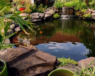 Étang naturel avec cascade, rochers et plantes vertes