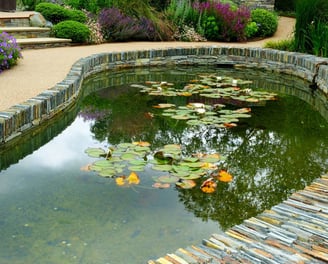 Un étang avec des nénuphars et des feuilles de nénuphar