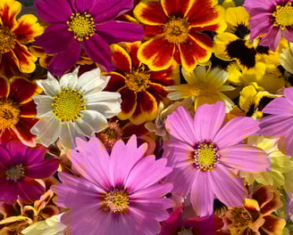 fleurs comestibles biologiques fraîches restaurateurs