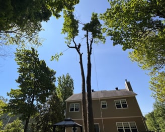 Certified arborist performing safe tree removal on residential property in West Island..
