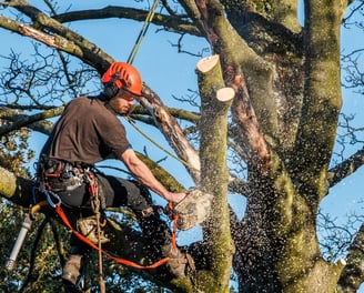 Tree trimming to improve shape and prevent storm damage in Hudson