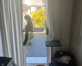 Cat looking out a window