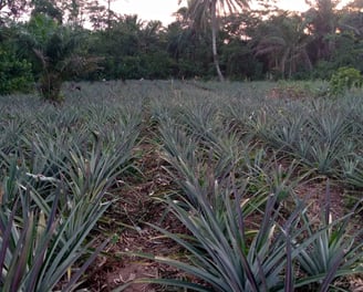 Champ d'ananas bio, un engagement vers la durabilite.