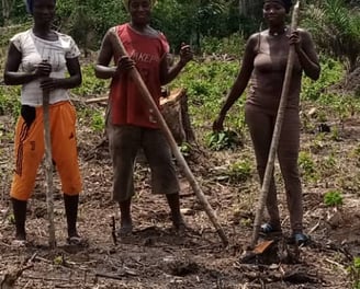 Processus de production de l'ananas bio à N’Zérékoré par l'entreprise NIMBA AGRO BUSINESS.