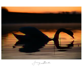 Cygne