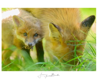 Renard et renardeau