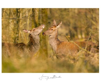 Biche & faon