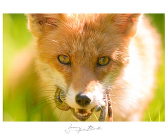 Renard