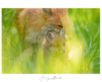 Renard
