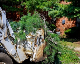 a tractor with a tree growing out of it