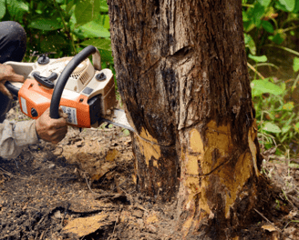 a man is using a chainsaw to cut a tree