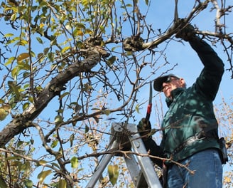 a man is standing on a ladder to reach a tree branch