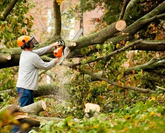 a man is cutting down a tree branch