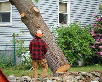 a man is cutting down a tree with a chainsaw