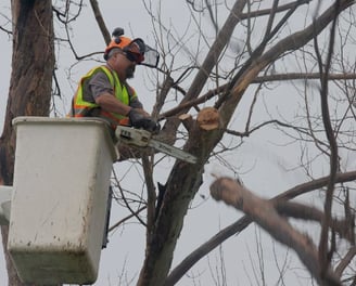 a man in a safety vest is working on a tree