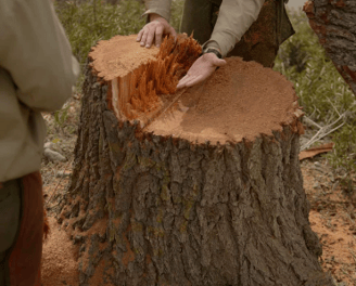 a man is cutting a tree stump stump stump