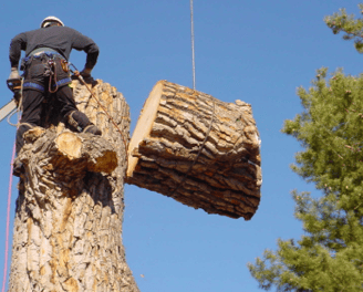 a man is cutting down a tree trunk trunk trunk trunk trunk trunk trunk trunk trunk