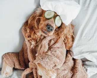 Cachorro descansando no daycare creche canina