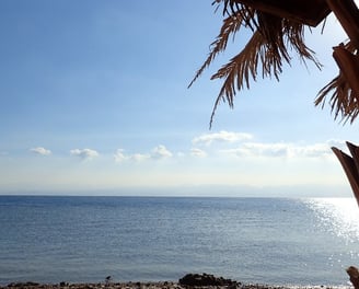 a palm tree in the middle of a beach