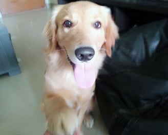 Dog Homestay Boarding | Electronic City | Bangalore  