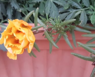 a yellow flower in a potted planter