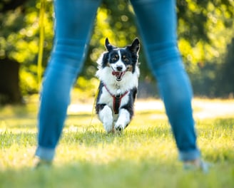 Fröhlicher Hund rennt durch die Natur – Lebensfreude und Freiheit im Training