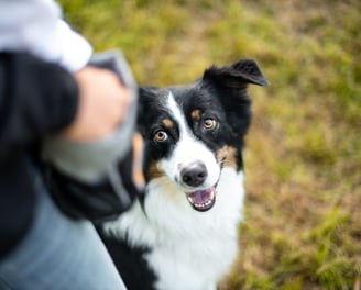 Hund nimmt Leckerli aus der Hand – belohnungsbasiertes Training bei Takoda