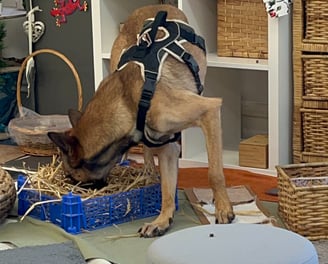 a brown dog with their face sniffing in a box of straw