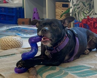 a dog laying on the floor in a room chewing on a purple toy