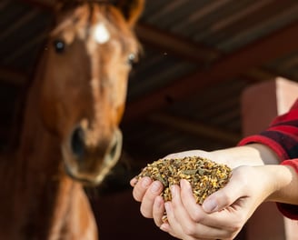 a person holding a horse in their hands