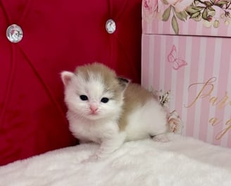Ragdoll bicolor
