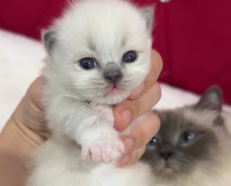 Ragdoll female