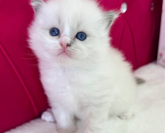 Blue Mitted Ragdoll Kitten