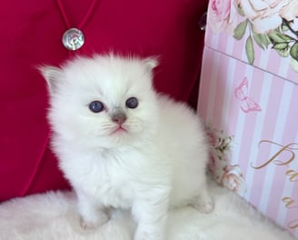 Lilac Mitted Ragdoll