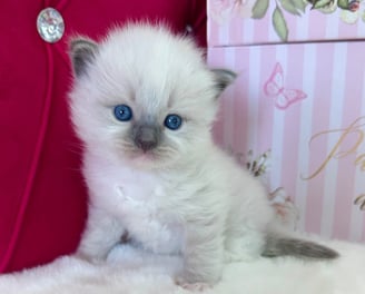 Blue Mitted Ragdoll
