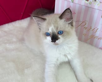 Seal Bicolor Ragdoll Kitten