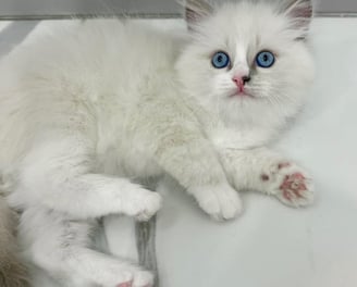 Blue Mitted Ragdoll