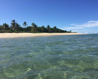 a beach with clear water and palm trees
