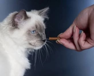 Un chat en train d'attraper une friandise dans la main de son maître - KittySitterMarrakech