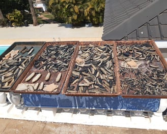 Dried trepangs (Holoturia Scabra) selected by Madopex, Madagascar's leader in seafood exports.