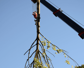 Large Tree Removal