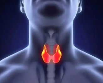 Visual representation of the thyroid gland, relevant to thyroid disorders like Hashimoto’s