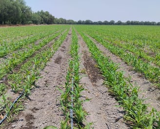 Crédito para el sistema de riego agropecuario