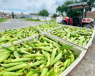 Crédito para elote dulce