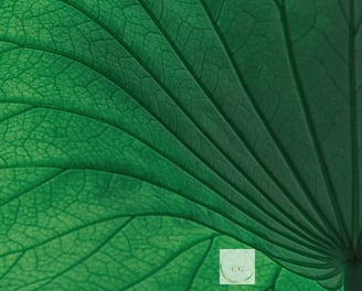 feuille d'arbre nervurée en gros plan, comme les veines ou des chemins nourriciers