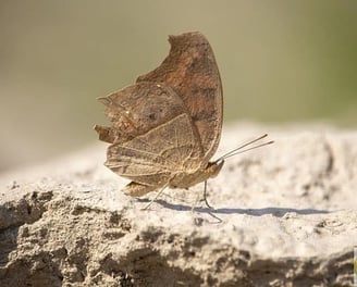 papillon syr pierre, photo claire