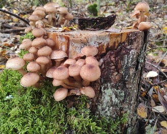 Gamtos pamoka