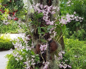 Tree and Flowers