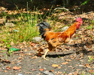 A rooster runs to the finca tour with babsita tours in costa rica on the carribean coast