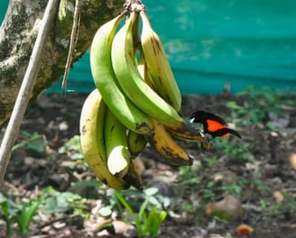 scarlet jumped tanager on bananas for food tours with camping babsita in costa rica carribean coast